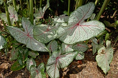 0208 Cairns Botanic Gardens